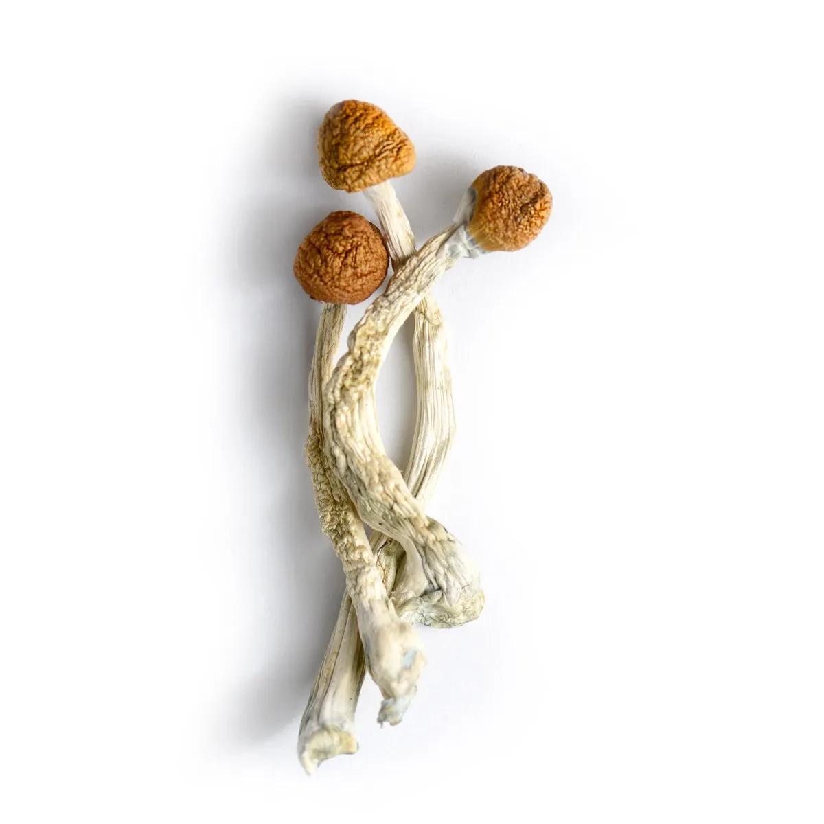Dried Mushrooms